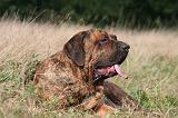 FILA BRASILEIRO 100